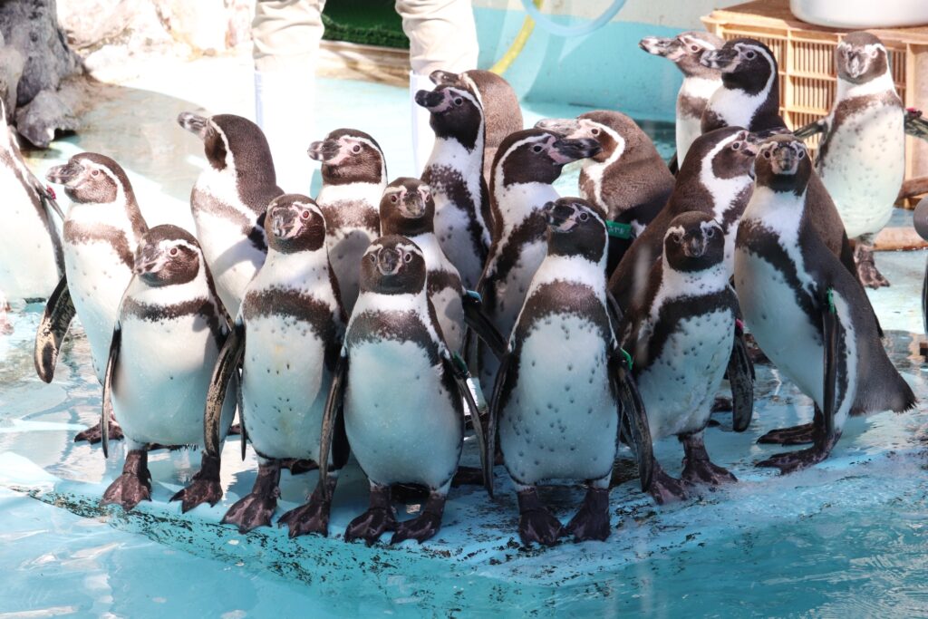 Katsurahama Aquarium
