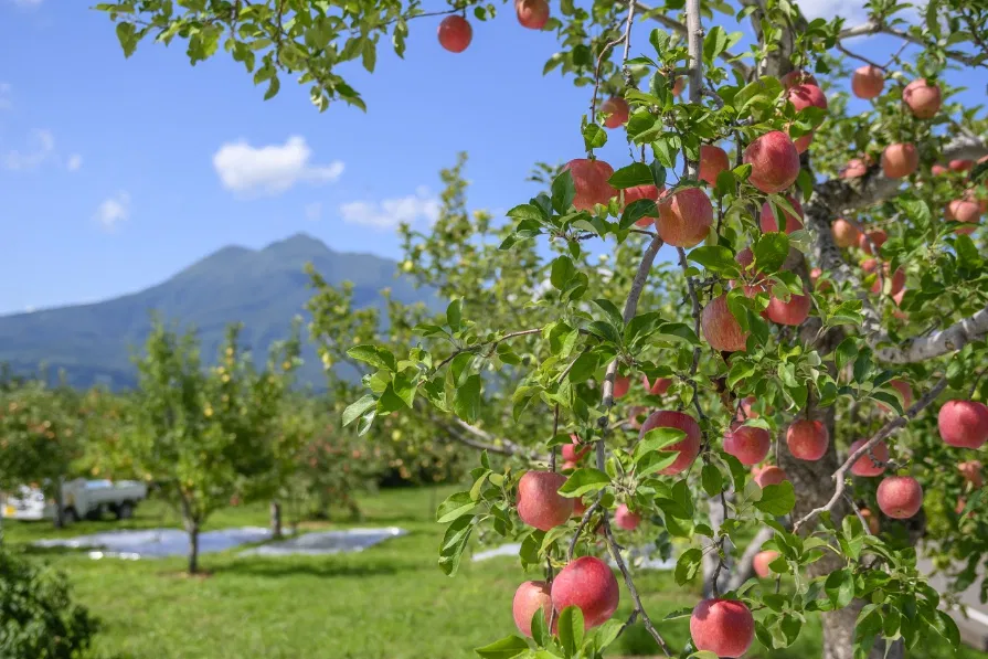 Hirosaki City Apple Park