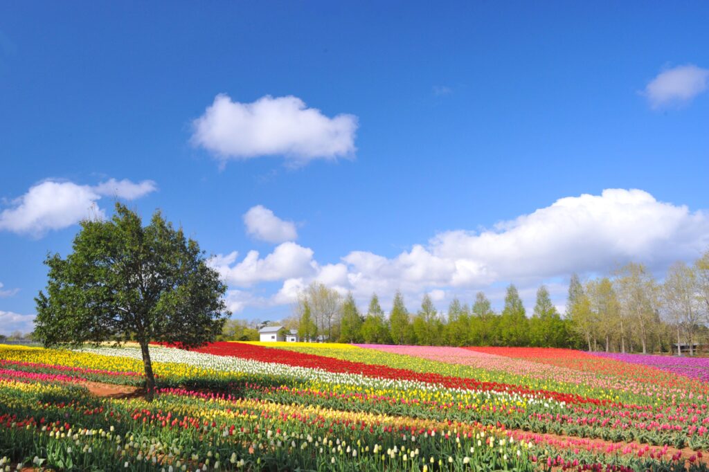 Sera Kogen Farm