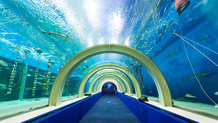 Aquarium Asamushi
