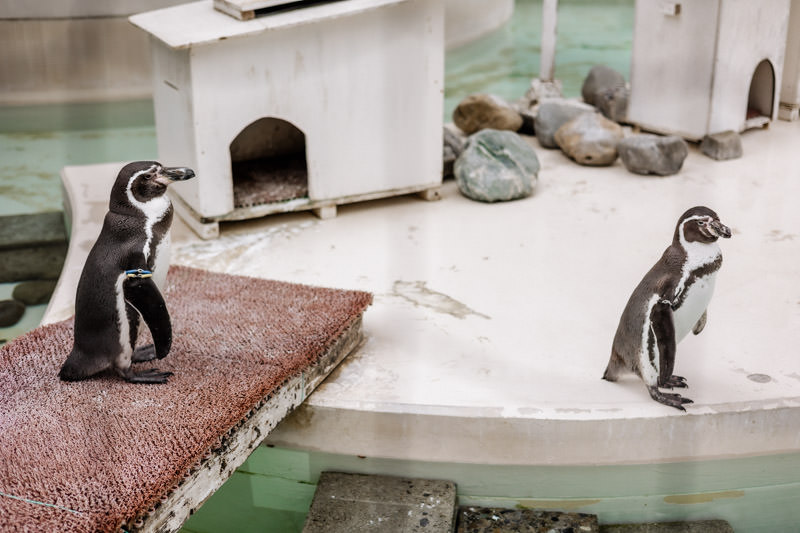 Inokashira Park Zoo