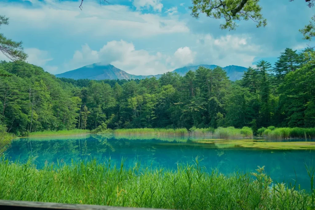 โกะชิคินุมะ