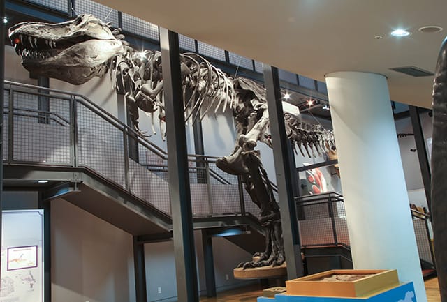 Fukui Prefectural Dinosaur Museum