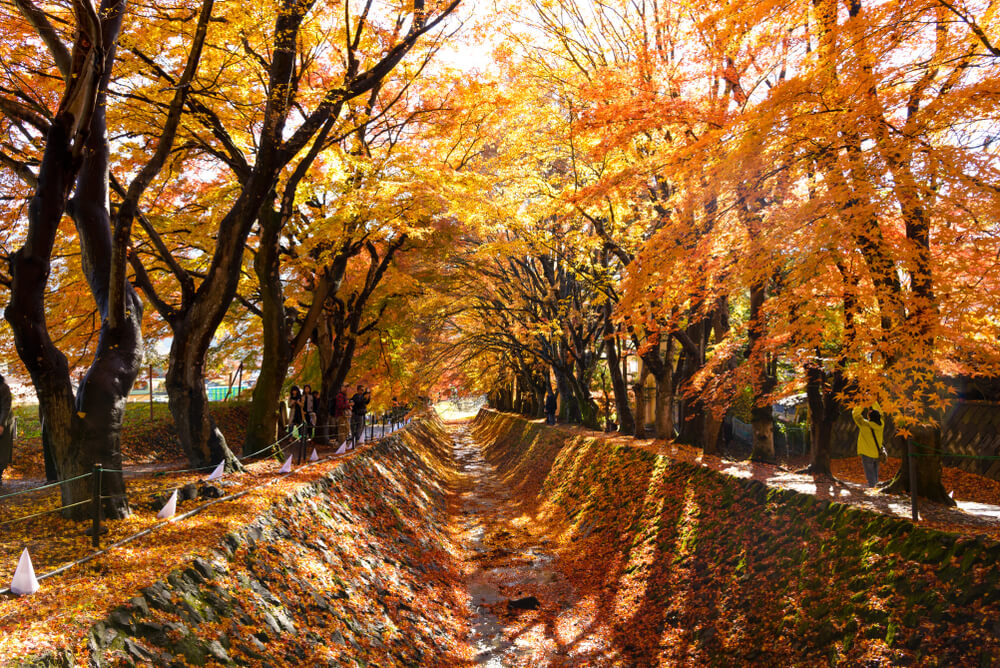 อุโมงค์ใบเมเปิ้ล