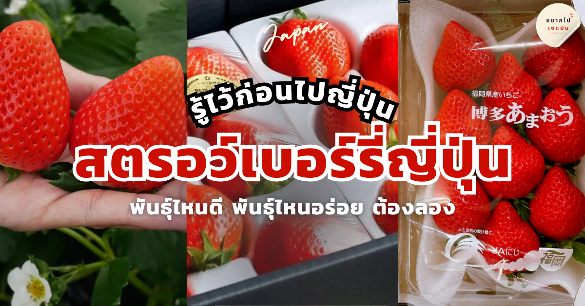 สตรอว์เบอร์รี่ ญี่ปุ่น