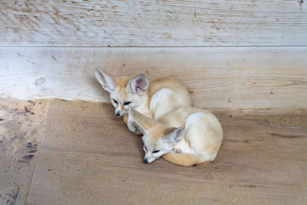 Inokashira Park Zoo