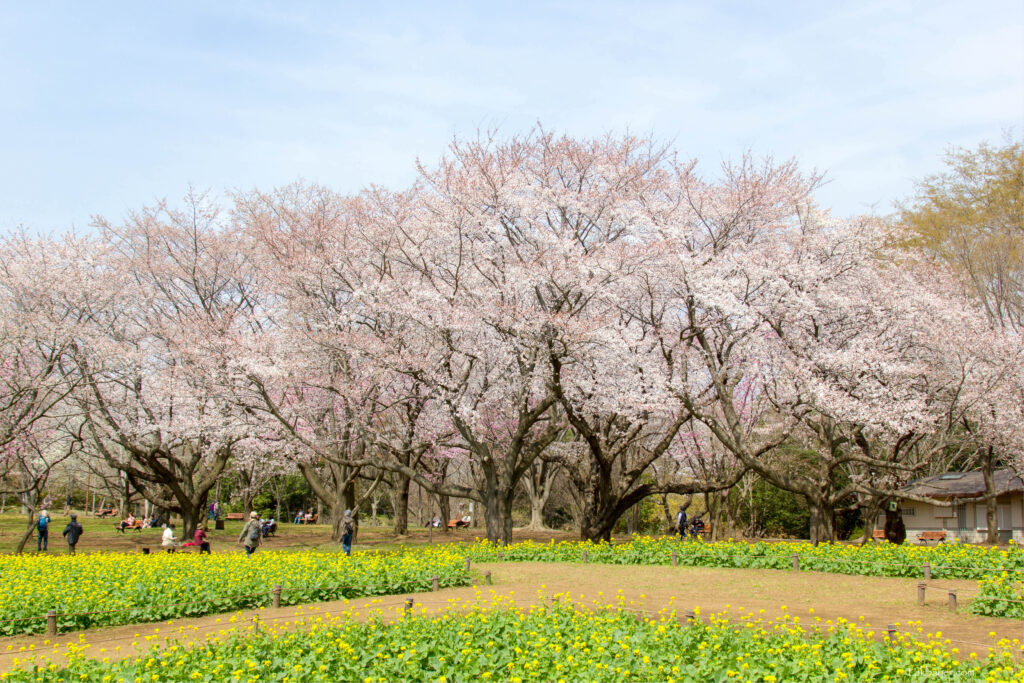 Showa Kinen Park
