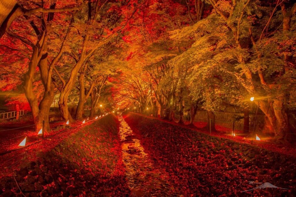 อุโมงค์ใบเมเปิ้ล