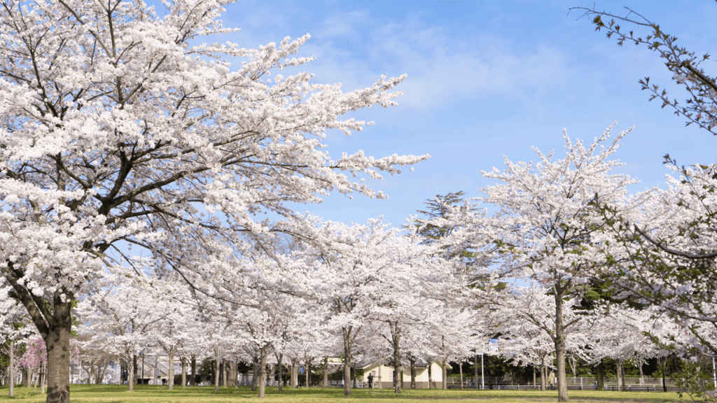 Nishi Park