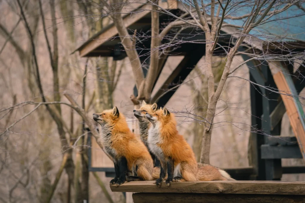 Zao Fox Village