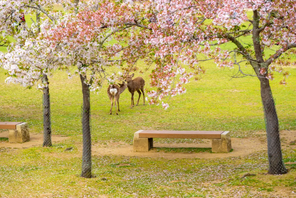 เที่ยวญี่ปุ่น เมษายน