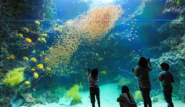 Aquamarine Fukushima