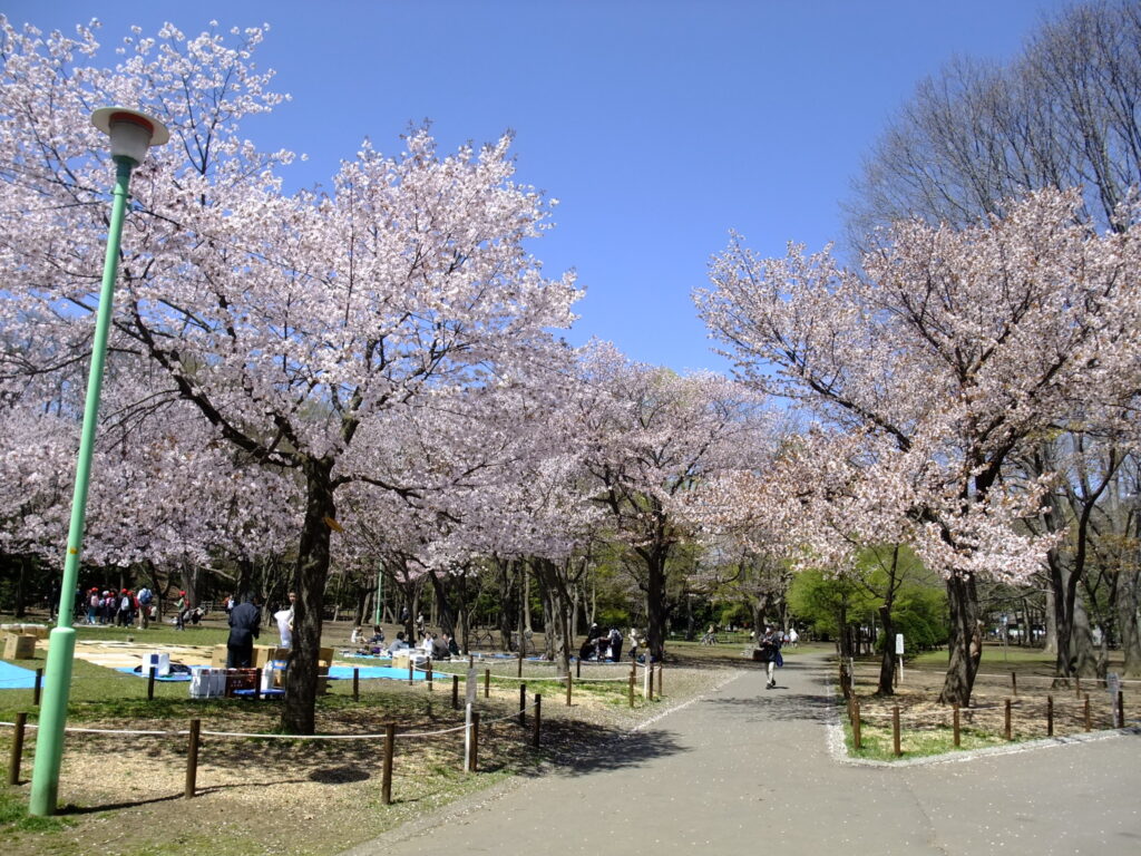 เที่ยวญี่ปุ่น เมษายน