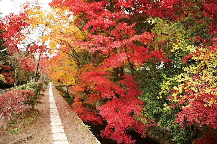 เกียวโต ใบไม้เปลี่ยนสี