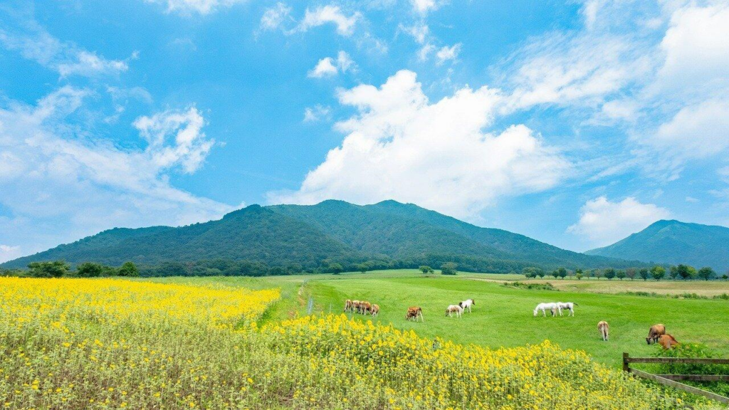 ที่เที่ยว โอคายาม่า