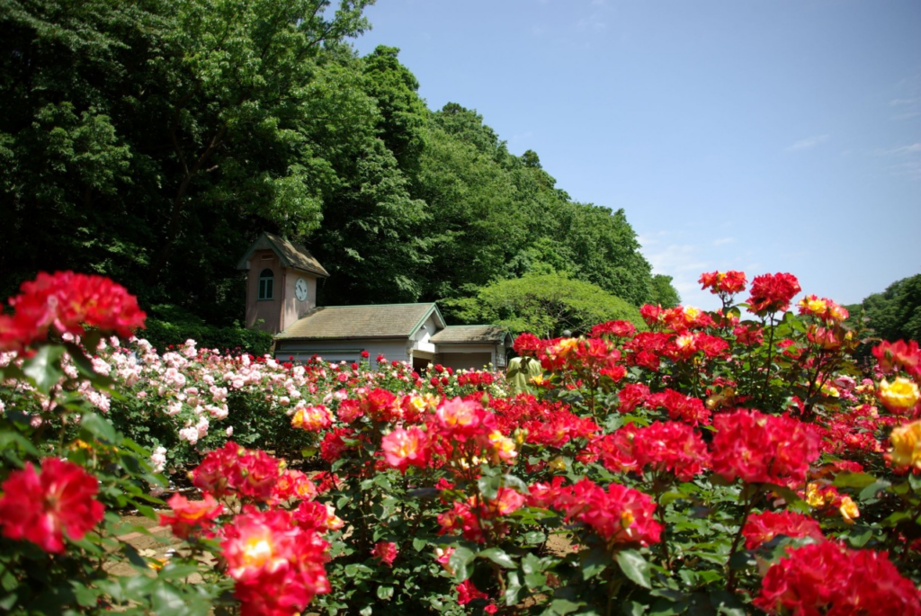 Ichikawa Botanical Gardens