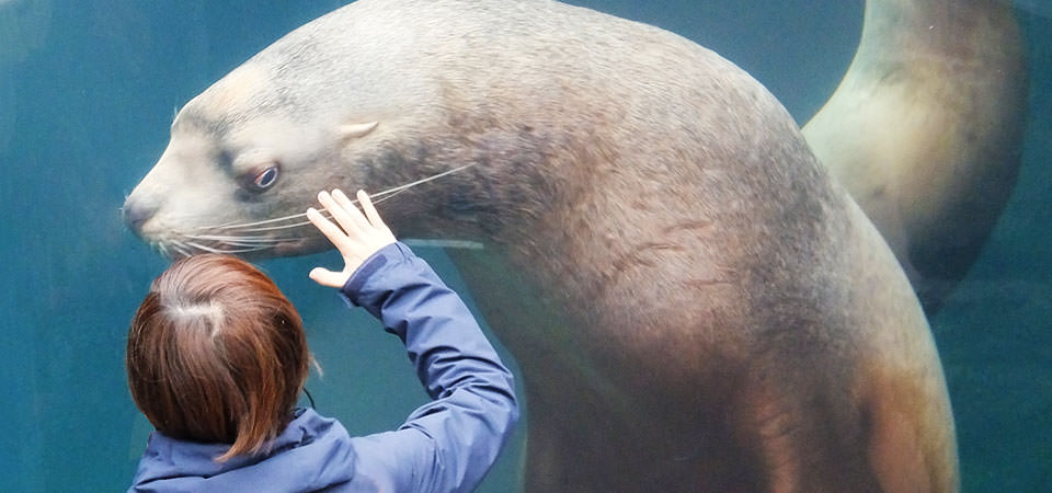 Aquamarine Fukushima