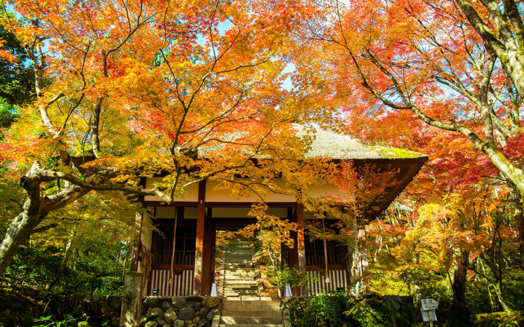 เกียวโต ใบไม้เปลี่ยนสี