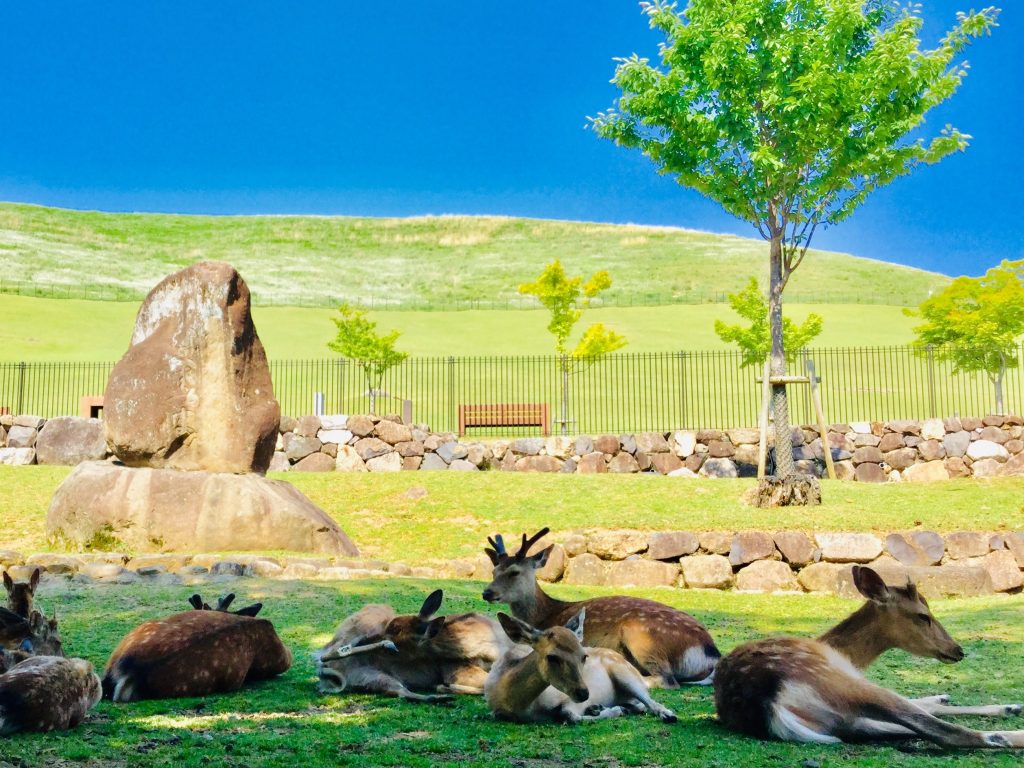 Nara Park